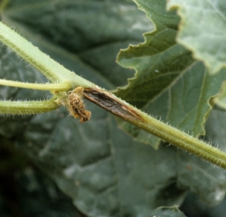 C-cucumerinum_melon_DB_553