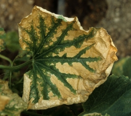 Les tissus inter-nervaires de cette feuille de melon montrent un dessèchement généralisé. <b>Crown blight</b>