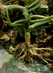 Le collet de ce pied de melon montre un aspect liégeux et des craquelures longitudinales ; il est humide au toucher. Les racines sont dans un état comparable.  <b>Collet et racines liégeuses non parasitaires</b>