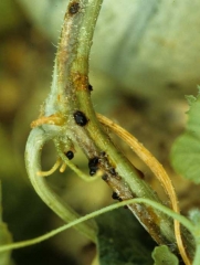 Brunissement unilatéral de la tige de ce melon accompagné de l'émission de gouttes de gomme qui brunissent rapidement en s'oxydant. <b><i>Fusarium oxysporum</i> f. sp. <i>melonis</i></b>