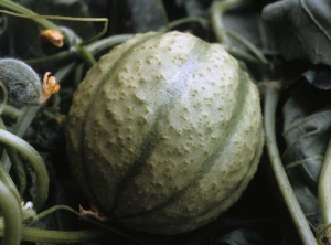 phyto_melon_DB_329