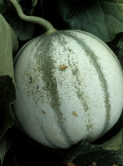 phyto_melon_DB_330