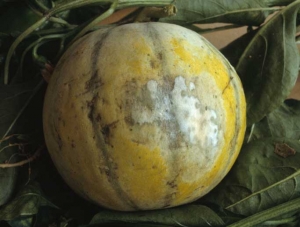 Tache irrégulière blanchâtre, plus grise en périphérie, sur la face d'un melon exposée au soleil. <b>Coup de soleil</b>