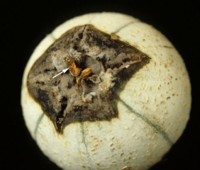 botrytis_melon_DB_354L