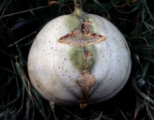 Melon déformé par des craquelures liégeuses. <b>Blessures mécaniques</b>