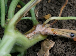 F-melonis_melon_DB_648