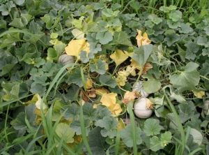 La fusariose est maintenant bien en place sur  ce pied de melon. Plusieurs feuilles sont maintenant entièrement jaunes, certaines ont flétries et se sont plus ou moins desséchées. <b><i>Fusarium oxysporum</i> f. sp. <i>melonis</i></b>