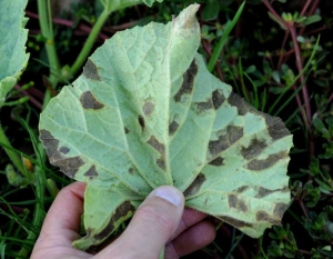 De larges lésions noirâtres altèrent certaines zones de tissus inter-nervaires de cette feuille de melon. <i><b>Pseudoperonospora cubensis</b></i>  (mildou)