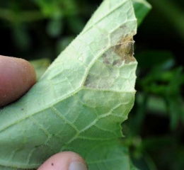 Un duvet violacé à noirâtre, plus ou moins discret, couvrent parfois partiellement les taches de mildiou à la face inférieure du limbe. <i><b>Pseudoperonospora cubensis</b></i> (mildiou)