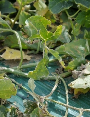 Feuilles de melon plus ou moins déchiquetées par des grêlons. <i><b>Dégâts de grêle</b></i> 