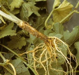 Rhizoctonia2