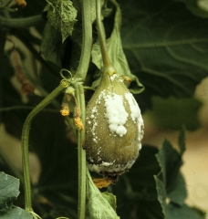 Sur ce jeune fruit humide et sombre, <i><b>Sclerotinia sclerotiorum</b></i> s'est installé à partir des pièces florales sénescentes.  (sclérotiniose)