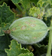 Larges lésions chancreuses et liégeuses sur un jeune fruit de melon. <i><b>Cladosporium cucumerinum</b></i> (cladosporiose)