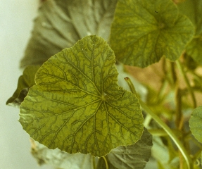 Exemple de symptômes de vein banding sur feuille de melon. <b>Virus de la mosaïque de la courge</b> (<i>Squash mosaic virus</i>, SqMV)