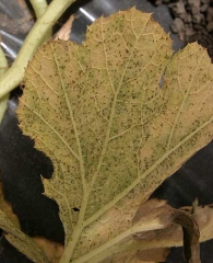 Forte concentration de <b>pucerons</b> à différents stades de développement sous la limbe de cette feuille de courgette.