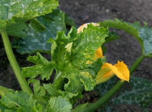 Feuille de courgette partiellement enroulée. <b>Virus de la mosaïque du concombre</b> (<i>Cucumber mosaic virus</i>, CMV) 1