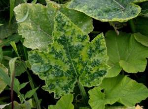 Mosaïque bien marquées sur feuille de melon. <b>Virus de la mosaïque du concombre</b> (<i>Cucumber mosaic virus</i>, CMV)