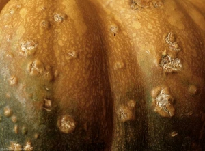 Courge partiellement couverte de petites craquelures liégeuses en relief, parfois gommeuses. <i><b>Xanthomonas cucurbitae</b></i> (taches bactériennes, bacterial spot)