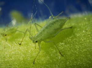  Puceron vert de la pomme de terre : <i><b>Macrosiphum euphorbiae</b></i>.