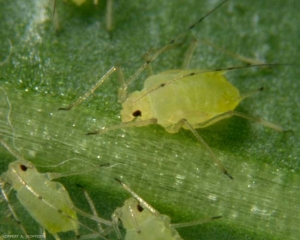 Puceron strié de la digitale et de la pomme de terre : <b><i>Aulacortum solani</i></b>.