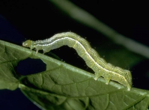 Chenille verte présentant une ligne jaune de chaque côté de son corps. <b><i>Chrysodeixis chalcites</i></b> (papillon de nuit, noctuelle)