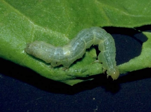 Chenille de la noctuelle <b><i>Autographa gamma </i></b>(noctuelles)