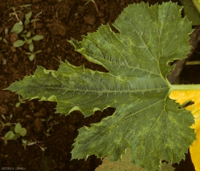 Eclaircissements nervaires sur feuille de courgette. <b>Virus des taches en anneaux du papayer</b> (<i>Papaya ring spot virus</i>, PRSV)