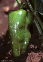 Xanthomonas_piment_AP_255