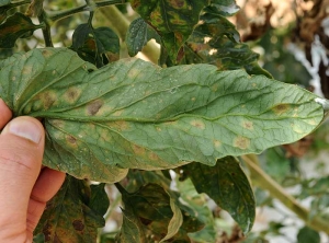 En retournant le limbe on peut observer un duvet sporifère noire plus ou moins dense à l'emplacement de chaque tache.
Pseudocercospora fuligena (cercosporiose)