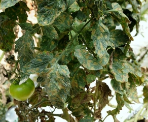 De nombreuses taches d'un jaune plus ou moins marqué sont bien visibles sur les folioles des feuilles basses de ce pied de tomate.
Pseudocercospora fuligena (cercosporiose)