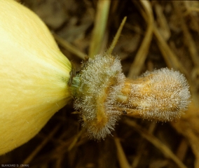 Les pièces florales restées fixées sont dégradées et ont note la sporulation noirâtre de <i><b>Choanephora cucurbitarum</b></i>. (pourriture à Choanephora, cucurbit flower blight)