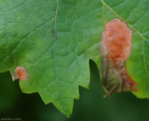 Caratteristici motivi concentrici e smerlati sono più o meno visibili su questi due punti posti alla periferia di questa foglia di fico.  <b> <i> Botrytis cinerea </i> </b>