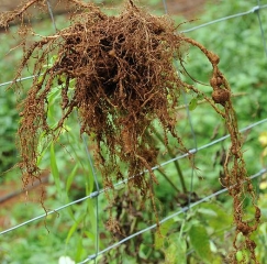 Ce système racinaire de tomate, soigneusement arraché, montre quelques grosses galles et renflements. <b><i>Meloidogyne</i> spp.</b> (root-knot nematodes)