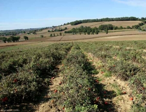 Cette culture de tomate de plein champ est quasiment entièrement affectée par le stolbur. De très nombreuses plantes présentent un port buissonnant et une teinte anthocyanée. <b><i>Candidatus</i> Phytoplasma solani</b> (stolbur)