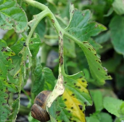 Lésions brunâtres et longitudinales sur pétioles. <b><i>Xanthomonas</i> sp.</b> (gale bactérienne, bacterial spot)