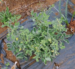 Plante entièrement affectée par le <b>virus des feuilles jaunes en cuillère</b> (<i>Tomato yellow leaf curl virus</i>, TYLCV)