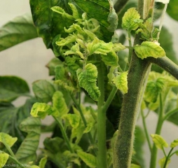 Les folioles des rameaux axillaires de ce pied de tomate cultivé sous abris sont particulièrement jaunes. <b>Virus des feuilles jaunes en cuillère</b> (<i>Tomato yellow leaf curl virus</i>, TYLCV)