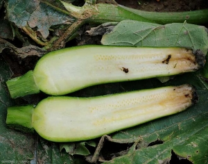 Une coupe longitudinale d'un fruit pourri permet de constater que les tissus sont affectés en profondeur. Ils ont en effet pris une teinte brunâtre. <b><i>Botrytis cinerea</i></b> (pourriture grise, grey mold)