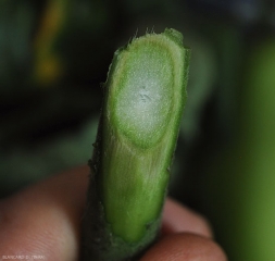 Une coupe transversale de la tige permet de constater que les  vaisseaux sont légèrement bruns.  <b><i>Verticillium dahliae</i></b> (verticilliose, <i>Verticillium</i> wilt).