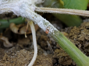 Détail du mycélium blanc de <i><b>Sclerotinia sclerotiorum</b></i>, et de l'exsudat de gomme perlant sur la tige. (sclérotiniose)