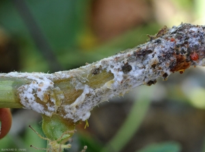 Sclerotinia14