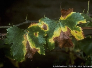 Sulla lamina ancora verde le lesioni sono settoriali e piuttosto periferiche, di colore brunastro;  un alone più o meno grande, dal giallo al rossiccio, li circonda.  (<i><b> Xylella fastidiosa </i></b> - Malattia di Pierce) - Fonte: EPPO, J. Clark, University of California, Berkeley (US)