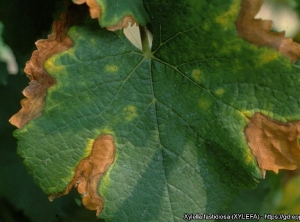 Particolare delle lesioni fogliari su foglia di vite.  (<i> <b> Xylella fastidiosa </i> </b> - Maladie de Pierce) - Fonte: EPPO, M. Scortichini, Istituto Sperimentale per la Frutticoltura, Roma (IT)