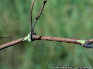 Particolare di tralci di vite parzialmente appuntiti.  (<i><b> Xylella fastidiosa </b></i> - Maladie de Pierce) - Fonte: EPPO, M. Scortichini, Istituto Sperimentale per la Frutticoltura, Roma (IT)