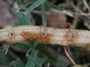 Lésions débutantes de couleur orangée sur racine de courgette. <i>Monosporascus cannonballus</i>