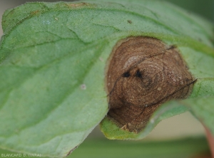 Corynespora-Tomate3