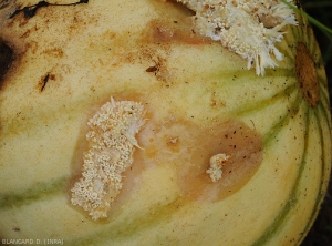 Sclerotium_Melon4