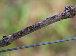 Diverse lesioni da cancro punteggiano questo vecchio legno di vite.  <i> <b> Elsinoë ampelina </b> </i>