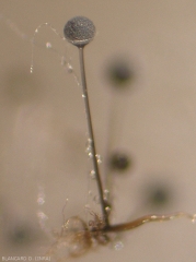 Particolare di uno sporangio maturo di <b> <i> Rhizopus stolonifer </i> </b>.