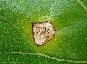 phomopsis-feuille-aubergine